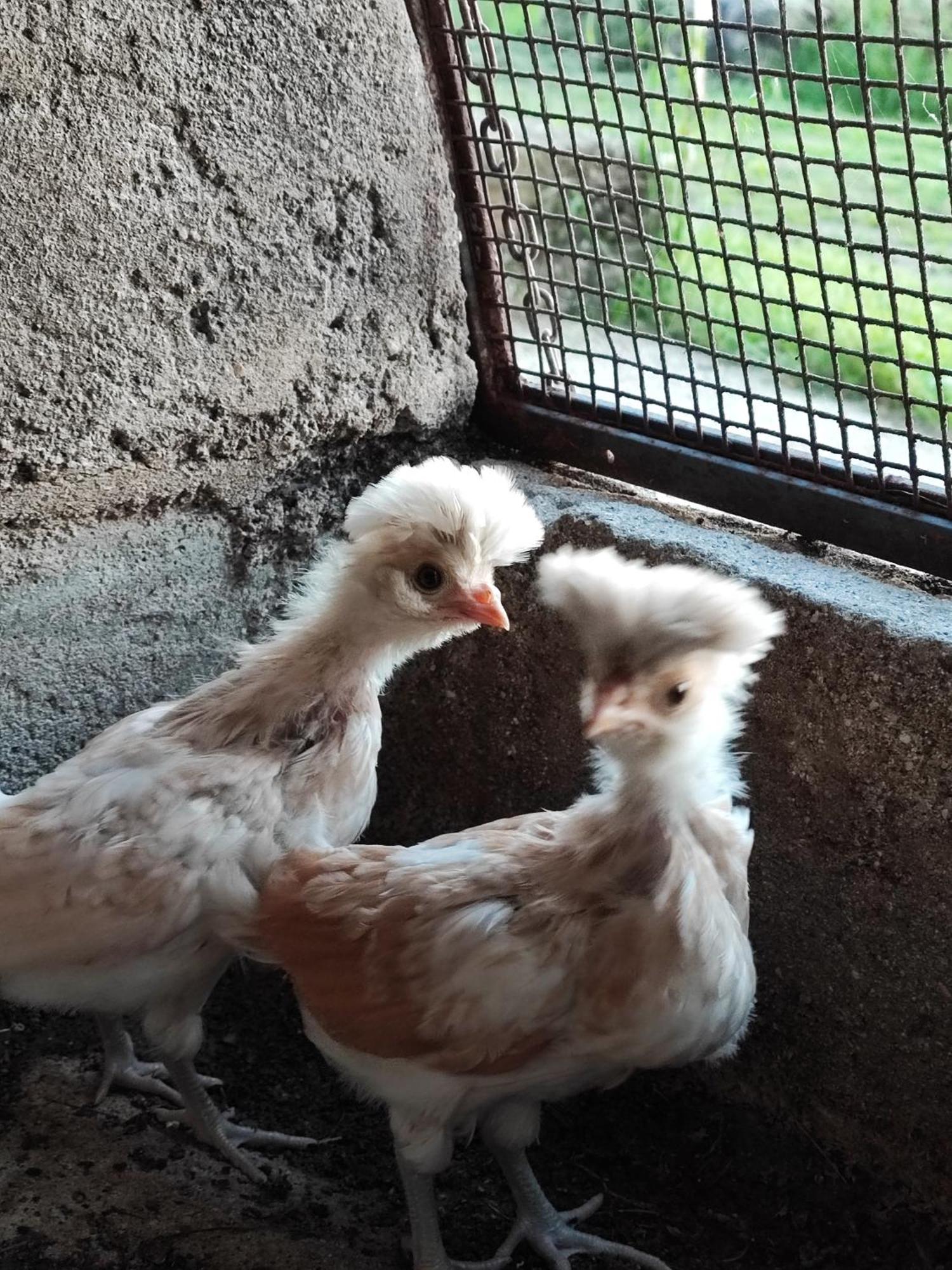 Ca' Dei Berici - Residence Ad Arcugnano Grancare Pokoj fotografie